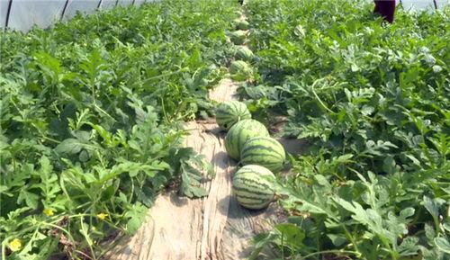 蔚县吃瓜事件最新爆料