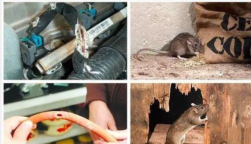 最新老鼠爆料新闻,揭秘娱乐圈惊人内幕